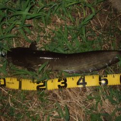 久々に雨後のナマズ調査