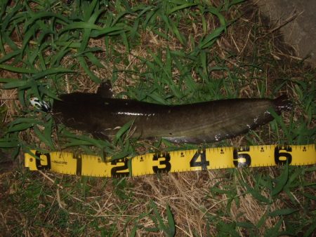 久々に雨後のナマズ調査