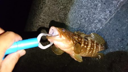 ルアーで初のロックフィッシュ