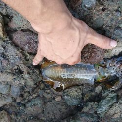 チヌ(クロダイ)釣れたぜ✌️