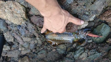 チヌ(クロダイ)釣れたぜ✌️
