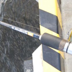 今日はまったり釣行