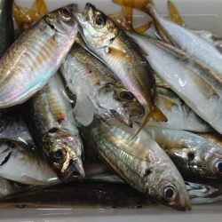 朝の涼しい時間に