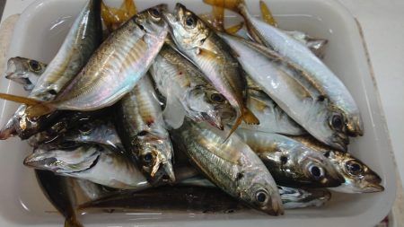 朝の涼しい時間に