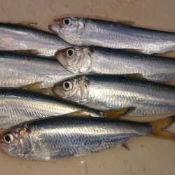 台風後のヒラメ