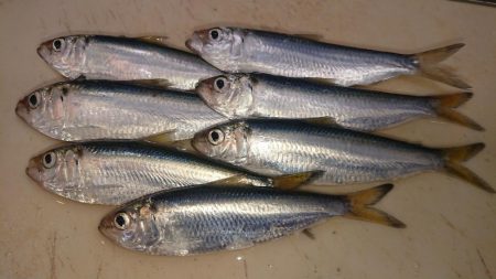 台風後のヒラメ