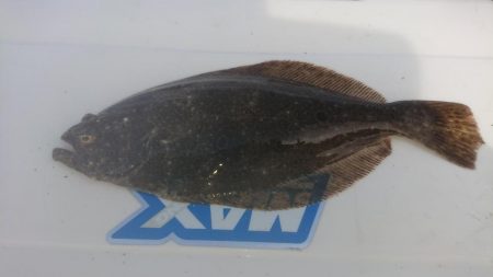 キス復活の兆し