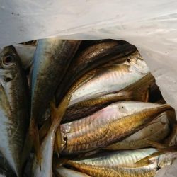 アジングまずまず