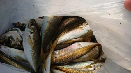 アジングまずまず