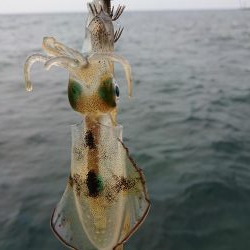 アオリ新子調査