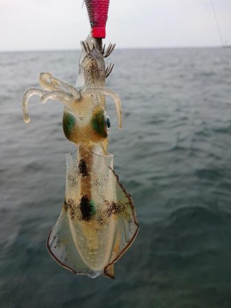 アオリ新子調査