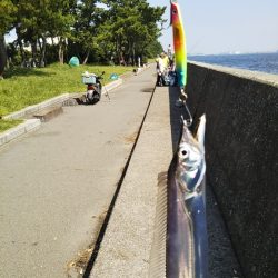 年に何度もないボイル！！―朝マヅメより～