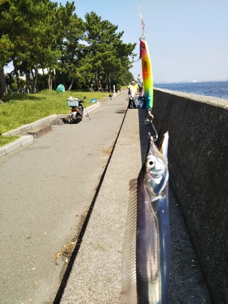 年に何度もないボイル！！―朝マヅメより～