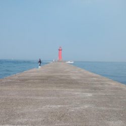 播磨新島のキス情報