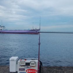 播磨新島でシーズン最大のキスが釣れました