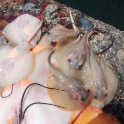 ２日続け好釣果でした