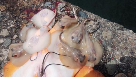 ２日続け好釣果でした