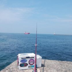 播磨新島の良型キス復活