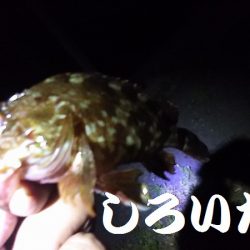 赤色の美味しい魚ゲットです。