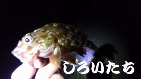 赤色の美味しい魚ゲットです。