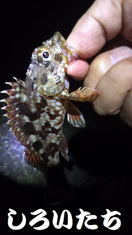 今夜はガッシーと遊んできた。