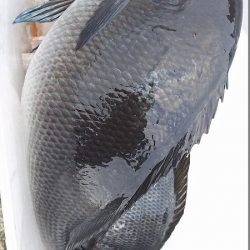 自己記録のグレが釣れました。