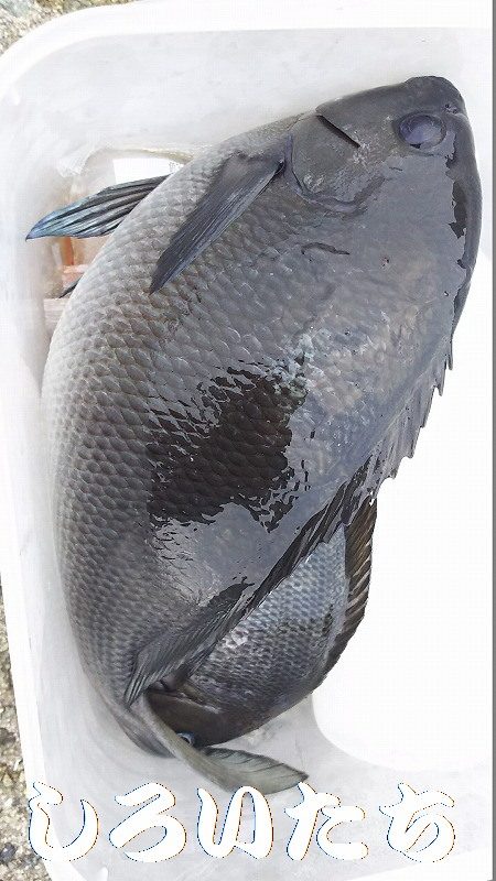 自己記録のグレが釣れました。