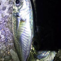 アジ釣れた。