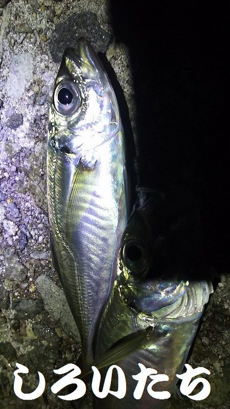 アジ釣れた。