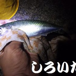 好調！姫路アジ。