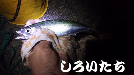 好調！姫路アジ。