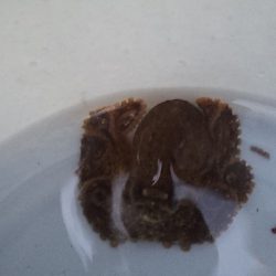 台風通過後の白イカ釣行