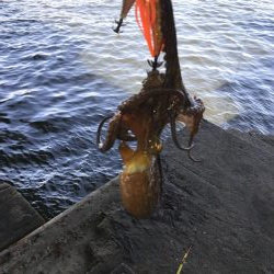 猛暑の中でもタコ