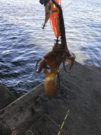 猛暑の中でもタコ