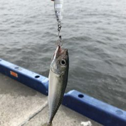 タチウオ食いたい