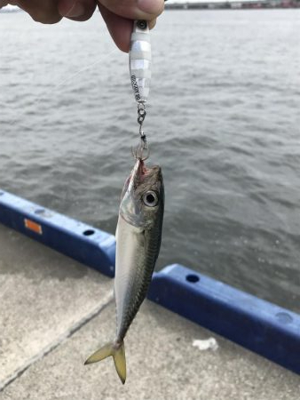 タチウオ食いたい