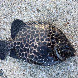 寝魚祭り メバル ガシラ アイナメ 石鯛 イシガキダイ中アジ 豆アジ爆釣！