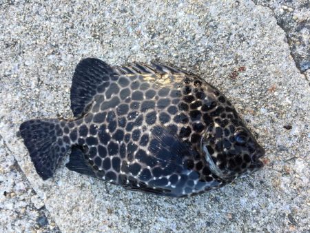 寝魚祭り メバル ガシラ アイナメ 石鯛 イシガキダイ中アジ 豆アジ爆釣！
