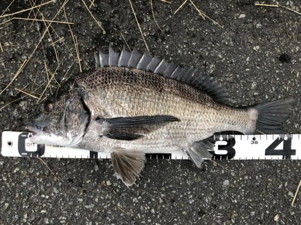 イチノ兄弟、釣果！