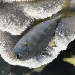 サナギフカセ最高!