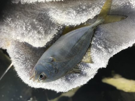 サナギフカセ最高!