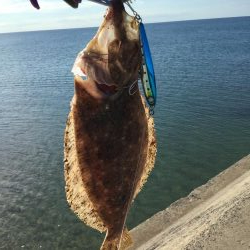 北条海岸ヒラメ釣り