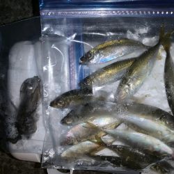 ケンサキイカ撃沈