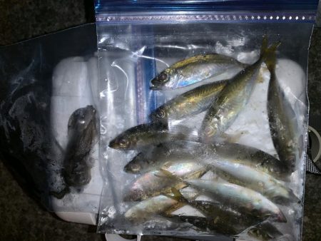 ケンサキイカ撃沈