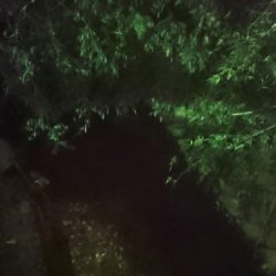 でかナマズ釣り