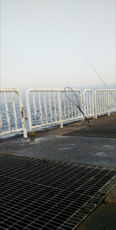 タコ釣りからアジング