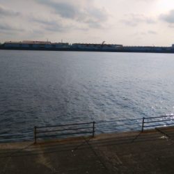 今日もハマチサイズ求めて