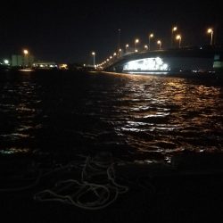 南港ヘチ釣行 (8/14 台風が来るぞ!強風の南港ヘチ。。キビレチヌ47cm、ガシラ釣果有り)