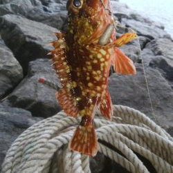 台風前に穴釣り