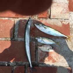 アイゴ、ツバス、サヨリほか